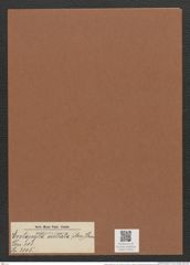 Entopyla ocellata (Arn.) Grun. (de-Toni-Nr.: Genus 101, Species 3105) Zeichnungen Sammlung Grunow Mappe 03333 (Herbarium_W_Grunow_drawings_Folder_03333)